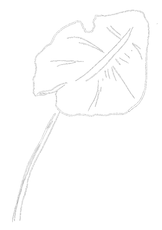 Bladsteel tekening GIF - Froukje