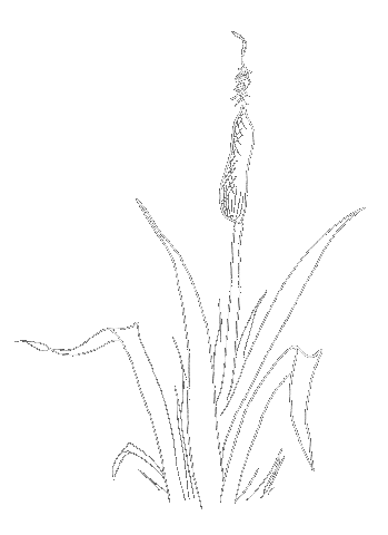 Varen tekening GIF - Froukje